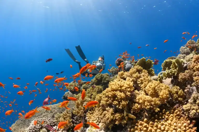 A bright colourful coral reef with tropical fish swimming amongst the coral. In the background, a swimmer with a mask, snorkel and fins is using a large camera to take photos of the coral reef. The picture evokes both the beauty and variety of life to be found in a coral reef.