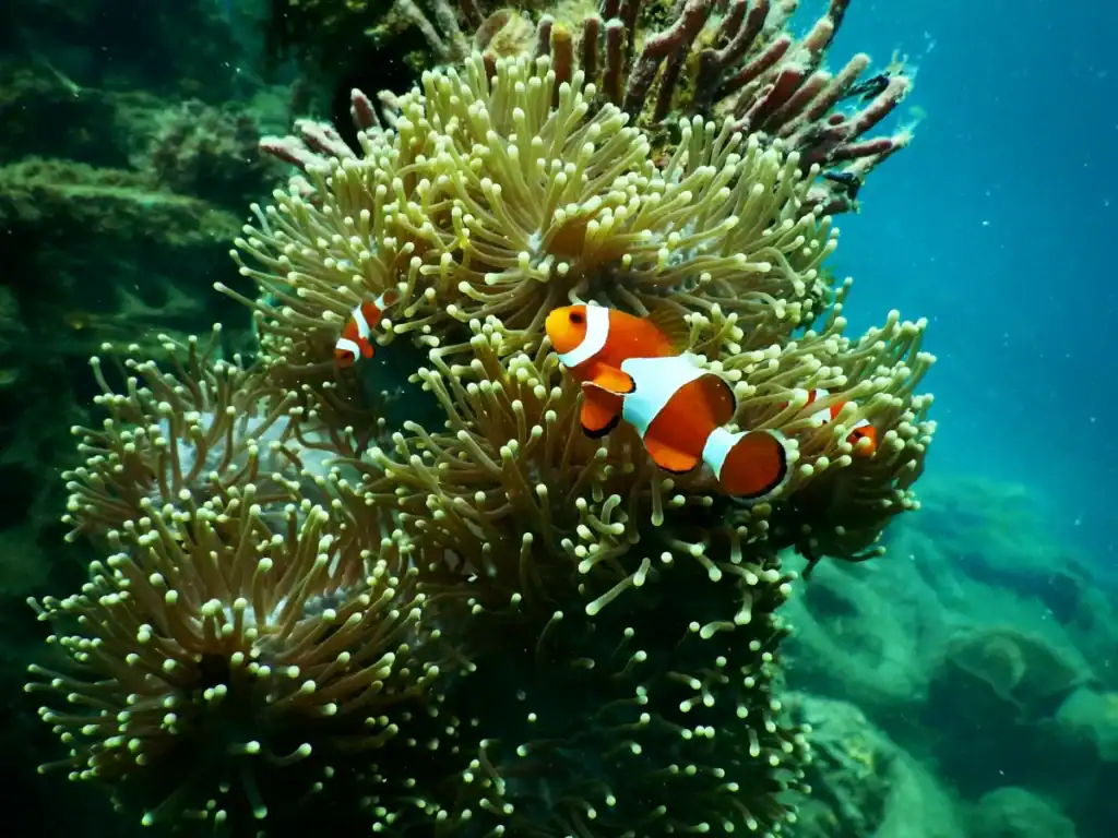 A bright orange and white striped clownfish swims in front of a sea anemone. Another clownfish is just visible, nestled within the anemone. It illustrated the varied lieforms coral reefs house.