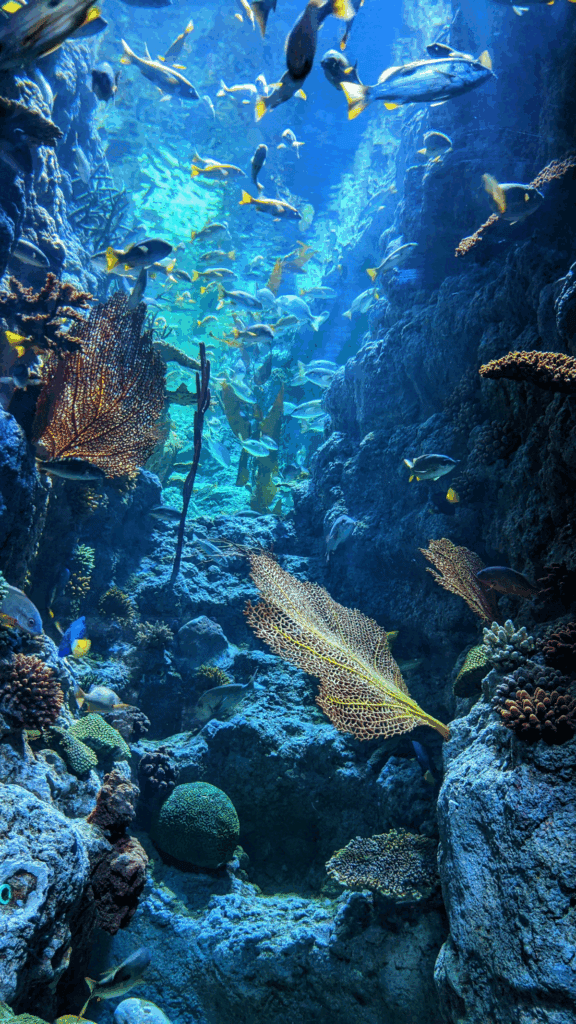 Looking up at a coral reef formation that entends upwards on three sides, like a vertical tunnel. Coloural sea fans and various species of coral extend into the middle. Fish swim above the camera. The density of life is notable.