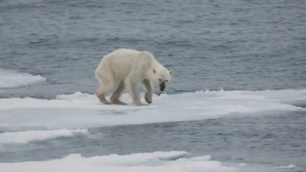 a lonely polar bear stands on a tiny patch of ice. He looks underweight. The scene is depressing.