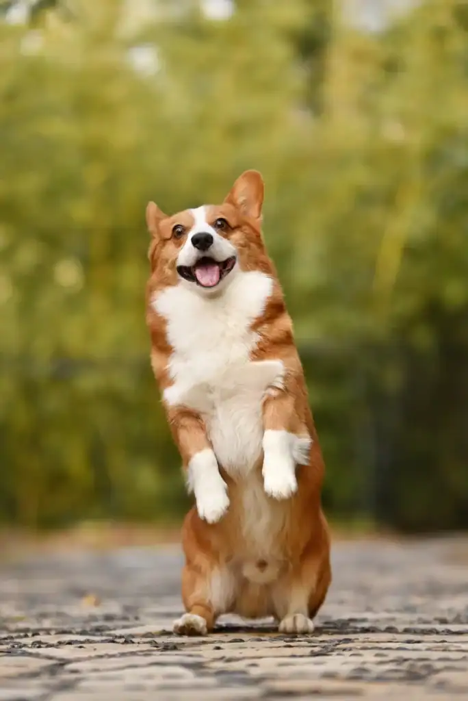 A corgi stands on his hind legs looking at the camera with a goofy expression. He gives the impression of being cute and innocent.