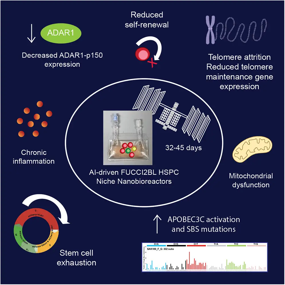 A graphical abstract of the paper. It shows all the changes seen in the stem cells after being in space.