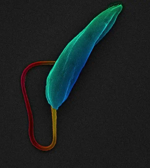 A microscopic image of Leishmania mexicana parasites. One parasite is shown. We can see a long thin body which has been artificially coloured to make it visible.
