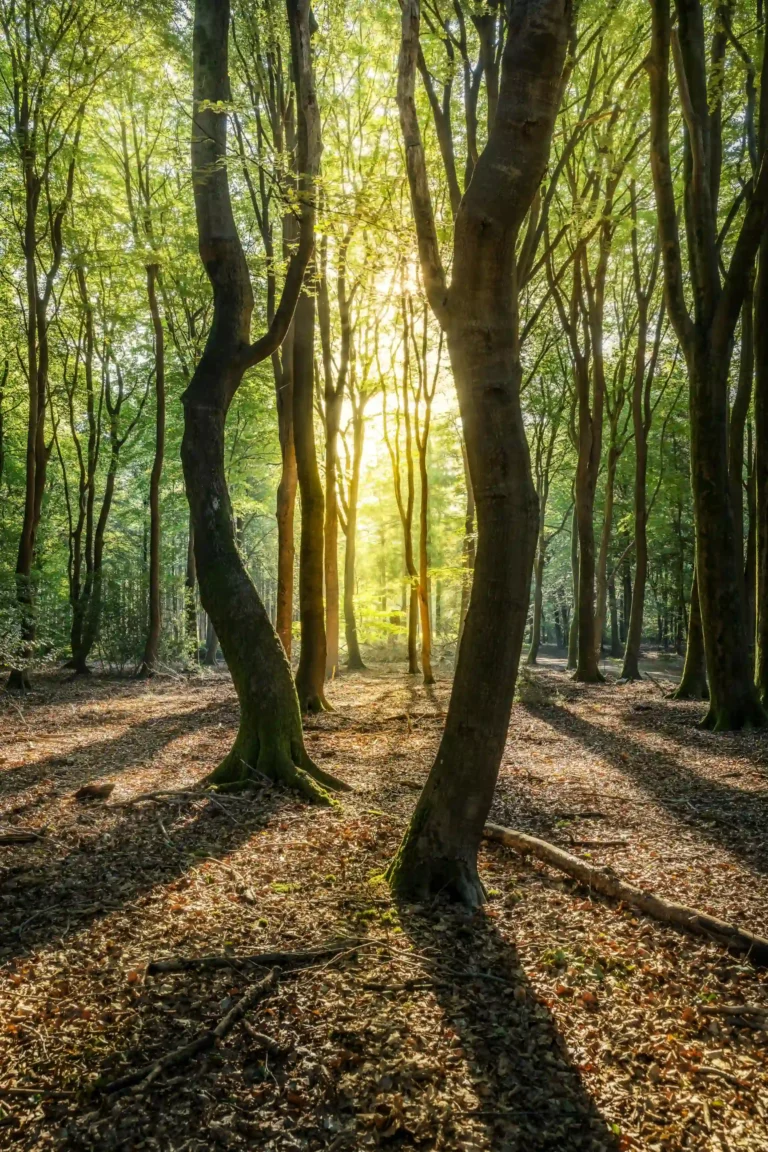 A leaft green forest is shown, the sun glints through the leaves and the treet trunks cast long shadows on the ground