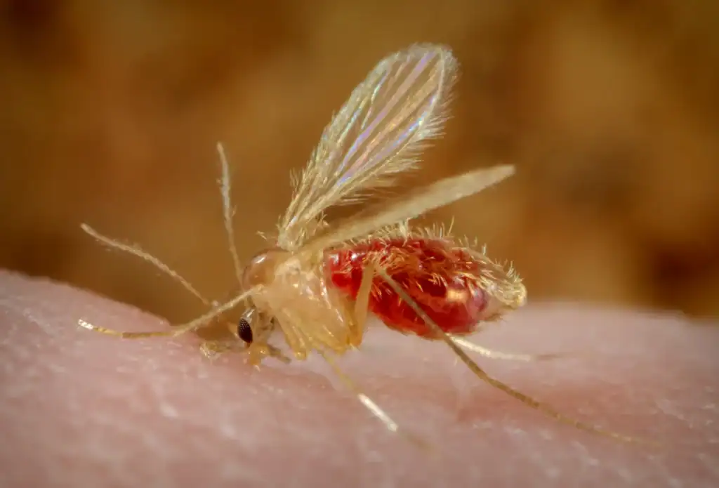 A sandly bites a person and takes a blood meal